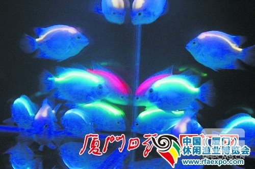 在“暗夜城堡”展示的台湾荧光鱼-渔业博览会